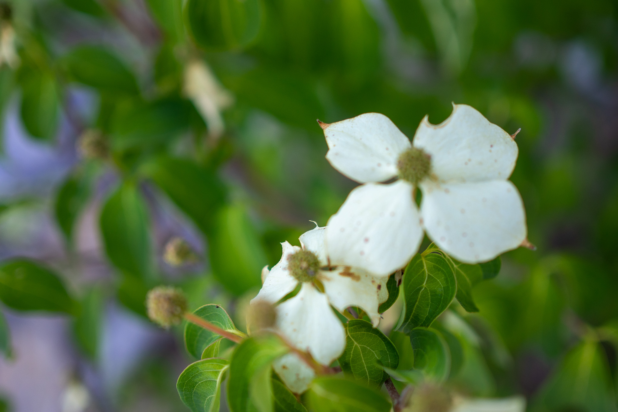 庭を明るく彩る、白斑のヤマボウシ「ウルフアイ」 - ALOHA100-新築